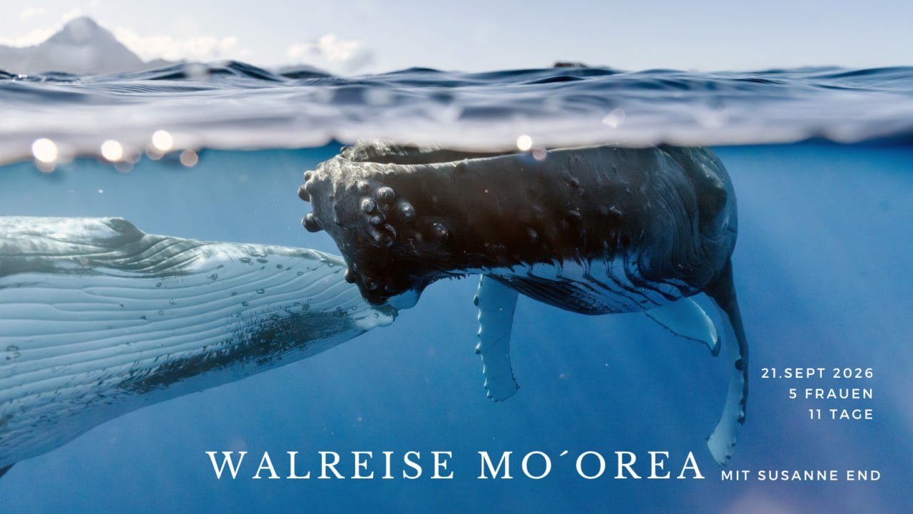 Die Insel ist umgeben von türkisblauen Lagunen mit glasklarem, warmem Wasser vol
