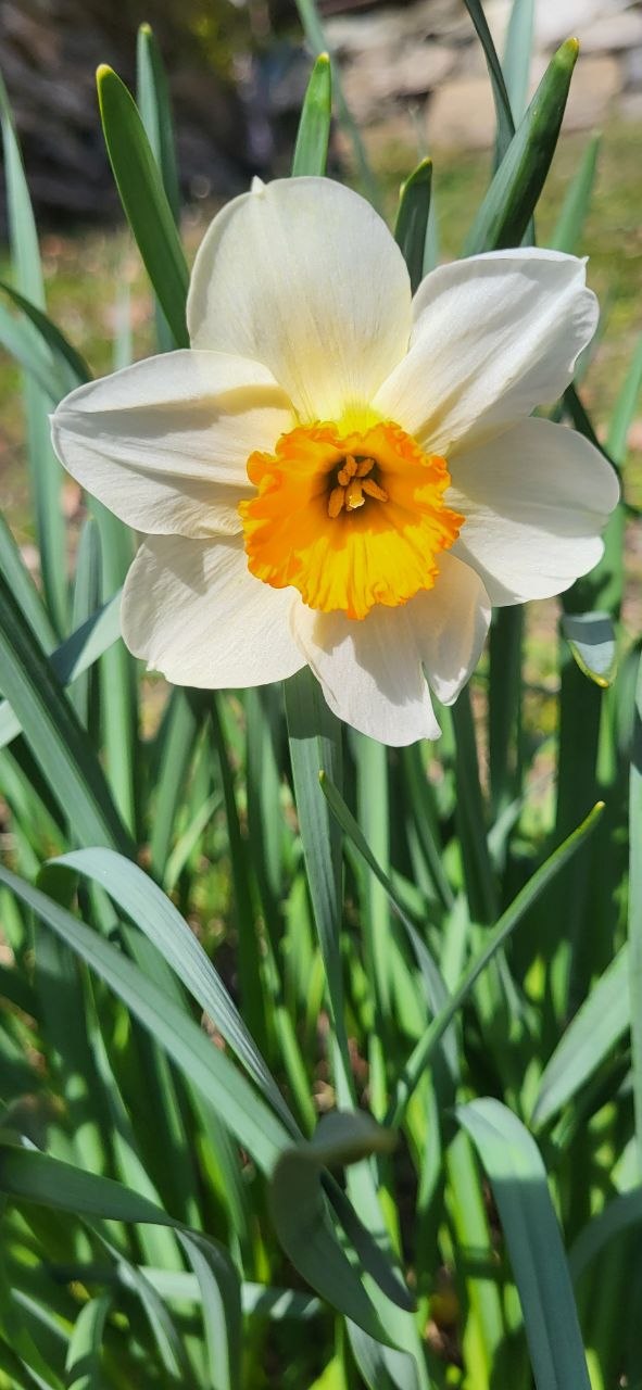Liebe Tänzer/Tänzerinnen🌸